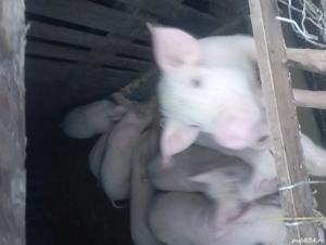porci de vinzare 30 35 kg preț 500 lei bucata negociabil  - imagine 2