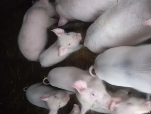 porci de vinzare 30 35 kg preț 500 lei bucata negociabil  - imagine 4