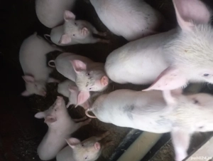 porci de vinzare 30 35 kg preț 500 lei bucata negociabil  - imagine 3