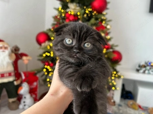 Pisicuță Scottish Fold - culoare rar întâlnită, cu Pedigree - imagine 5