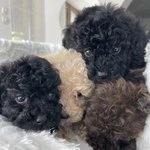 Caniche pudel negru  - imagine 4