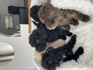 Caniche pudel negru  - imagine 3