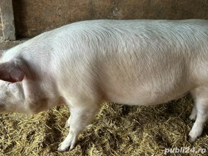 porc de craciun  - imagine 3