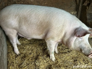 porc de craciun  - imagine 2