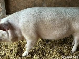 porc de craciun  - imagine 4