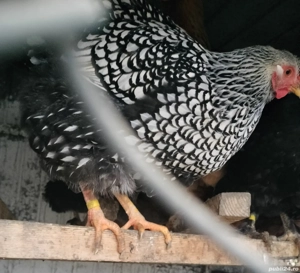 moțată olandeză  wiandotte argintiu  - imagine 3