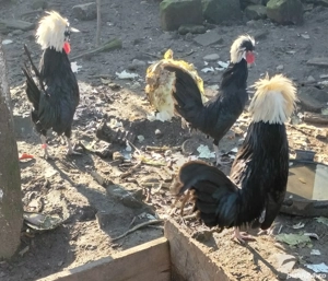 moțată olandeză  wiandotte argintiu  - imagine 2