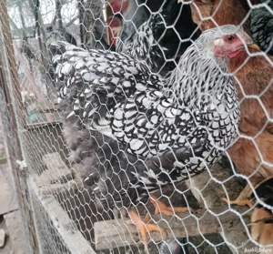 moțată olandeză  wiandotte argintiu  - imagine 5