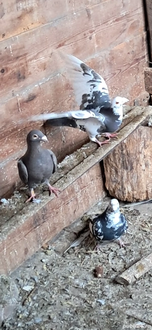 Porumbei frumosi pui si mauri