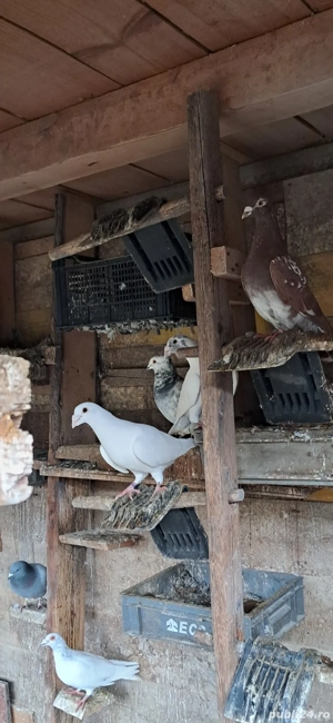 Porumbei frumosi pui si mauri - imagine 2