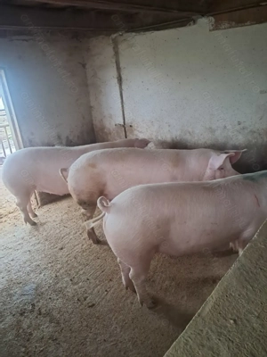 Vând porc de carne - imagine 4