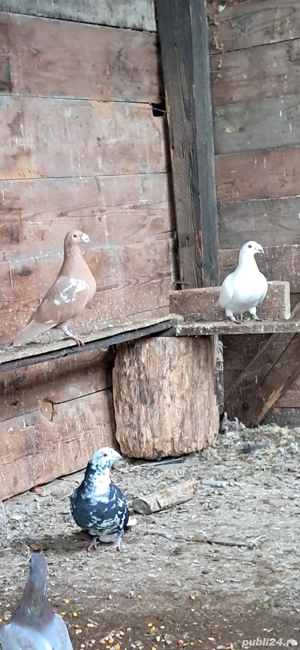 Porumbei frumosi pui si mauri - imagine 4