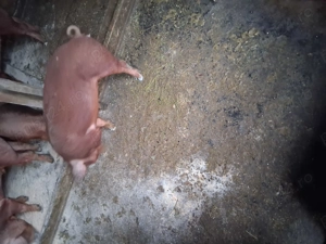 Grasuni duroc de vanzare  - imagine 2