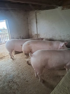 Vând porc de carne - imagine 5