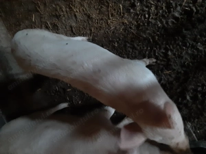 Scrofiță de vânzare.