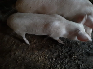 Scrofiță de vânzare. - imagine 2