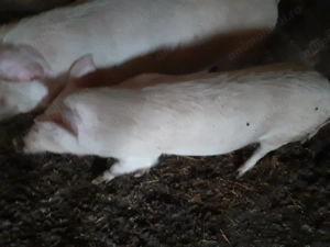 Scrofiță de vânzare. - imagine 3