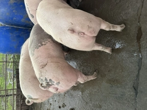 Vând porci rasă de carne de la 100kg la 300kg!!