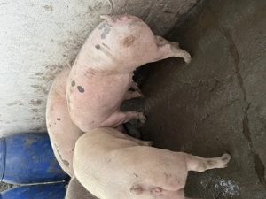 Vând porci rasă de carne de la 100kg la 300kg!! - imagine 2