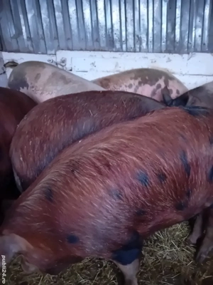 porci de casa 150 -230 kg 10 lei kg se vand numai la cantar - imagine 2