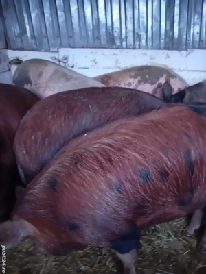 porci de casa 150 -230 kg 10 lei kg se vand numai la cantar - imagine 3