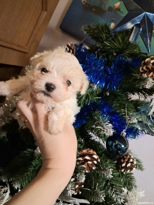 Vand bichoni maltezi