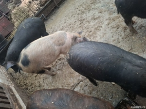 Purcei de vânzare  - imagine 3