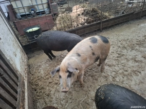 Purcei de vânzare  - imagine 5