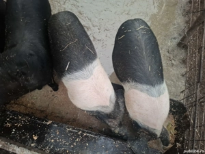 Purcei de vânzare  - imagine 2