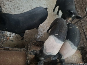 Purcei de vânzare  - imagine 4