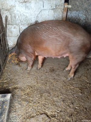 vand purcea  - imagine 2