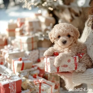 maltipoo asigur transport!