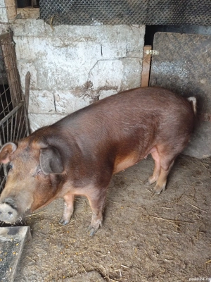 vand purcea  - imagine 3