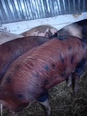 porci de casa 150 -230 kg 10 lei kg se vand numai la cantar - imagine 4