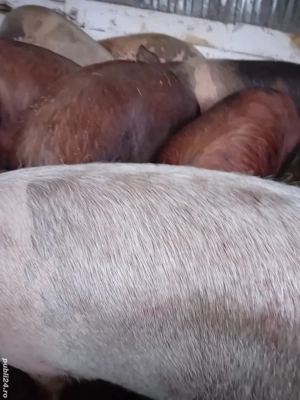 porci de casa 150 -230 kg 10 lei kg se vand numai la cantar - imagine 5