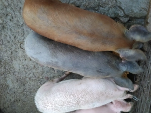 Vand porci 80 _100 kg - imagine 3