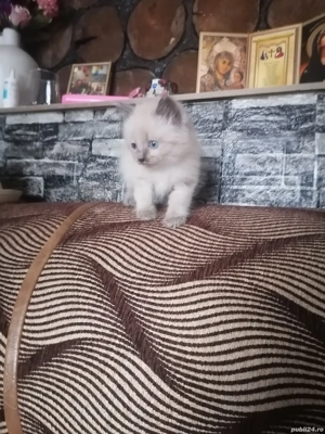 Vînd pui de pisică rasă birmaneză unul mai am este băiat 