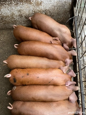 Vand purcei  - imagine 2