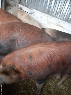 porci de casa 150 -230 kg 10 lei kg se vand numai la cantar