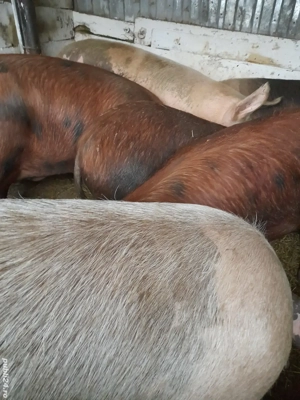 porci de casa 150 -230 kg 10 lei kg se vand numai la cantar - imagine 2