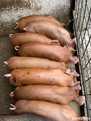 Vand purcei  - imagine 4