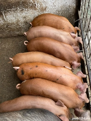 Vand purcei  - imagine 3