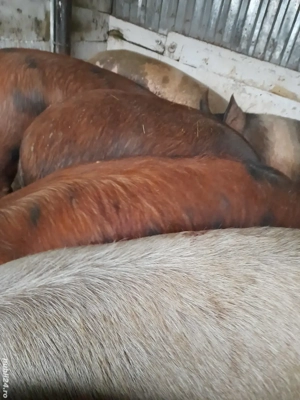 porci de casa 150 -230 kg 10 lei kg se vand numai la cantar - imagine 4