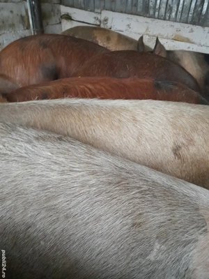 porci de casa 150 -230 kg 10 lei kg se vand numai la cantar - imagine 5