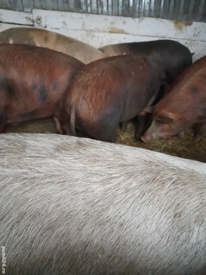 porci de casa 150 -230 kg 10 lei kg se vand numai la cantar - imagine 3