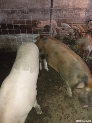 vand porci! 