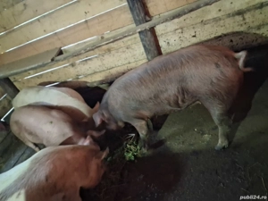 vand porci!  - imagine 4