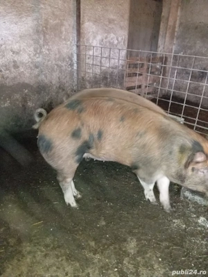 vand porci!  - imagine 3