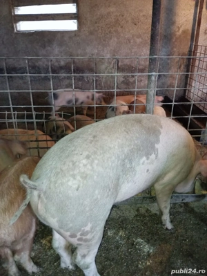 vand porci!  - imagine 2
