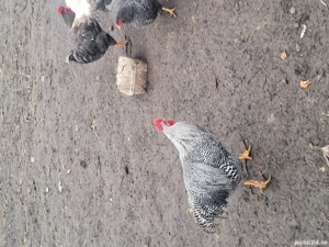 Cocosi de vanzare - imagine 3